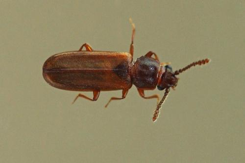 Pediacus sp.
